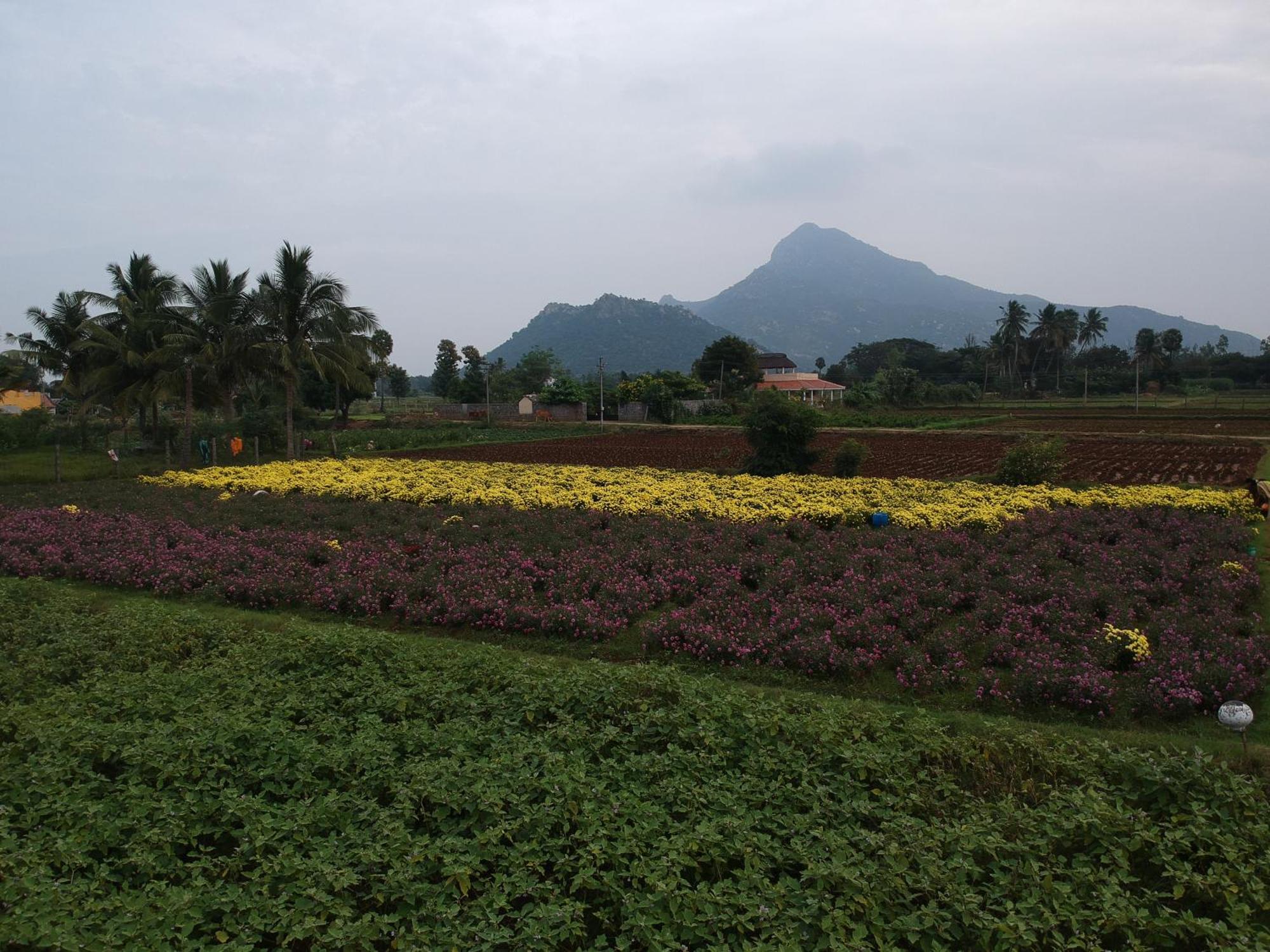 Rpm Home Stay Tiruvannāmalai Dış mekan fotoğraf